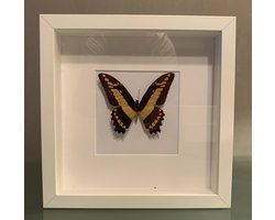 Opgezette Vlinder in Lijst - Papilio Thoas Cinyras