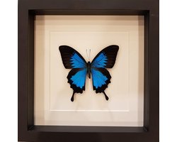 Opgezette vlinder in lijst - Papilio Ulysses
