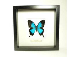 Opgezette vlinder in lijst, Ulysses