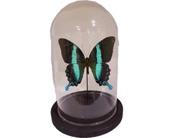 Opgezette vlinder in stolp - Papilio Blumei