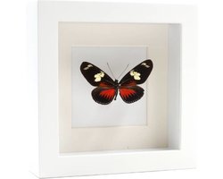 Opgezette Vlinder in Witte Lijst - Heliconius Doris Eratonensis