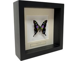 Opgezette vlinder in zwarte lijst 16x16cm - Graphium Weiskei