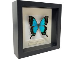Opgezette vlinder in zwarte lijst 16x16cm - Papilio Albertisi