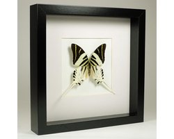 Opgezette vlinder in zwarte lijst 25x25 cm - Graphium androcles