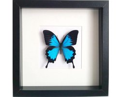 Opgezette vlinder in zwarte lijst 27x27cm - Papilio ulysses ulysses incl naam en herkomstetiket