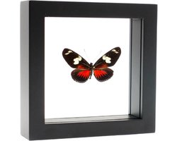 Opgezette Vlinder in Zwarte Lijst Dubbelglas - Heliconius Doris Eratonensis