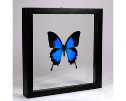 Opgezette Vlinder in Zwarte Lijst Dubbelglas - Papilio Ulysses