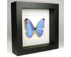 Opgezette Vlinder in Zwarte Lijst - Morpho Adonis