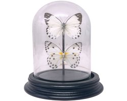 Opgezette vlinders - Belenois Calypso (2) in glazen stolp 9x 12 cm - Geprepareerde vlinders/ insecten Decoratie - Demuseumwinkel.com