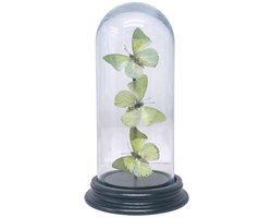 Opgezette vlinders - Charaxes Eupale (3) in glazen stolp 19x 8cm - Geprepareerde vlinders/ insecten Decoratie - Demuseumwinkel.com