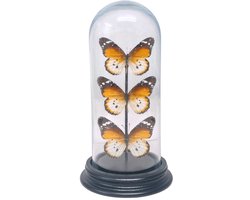 Opgezette vlinders - Danaus Chrysippus (3) in glazen stolp 19x 8cm - Geprepareerde vlinders/ insecten Decoratie - Demuseumwinkel.com