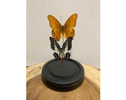 Opgezette Vlinders in Stolp - Bruin - Vlinder In Glazen Stolp - Vlinderstolp Glas - 20 cm