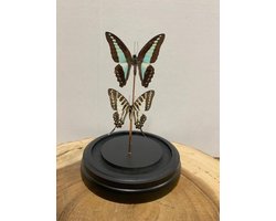 Opgezette Vlinders in Stolp - Vlinder In Glazen Stolp - Vlinderstolp Glas - 20 cm