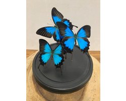 Opgezette Vlinders in Stolp - Vlinder In Glazen Stolp - Vlinderstolp Glas - 23 cm