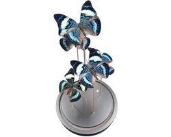 Opgezette Vlinders in Stolp - Vlinder In Glazen Stolp - Vlinderstolp Glas - 30 cm