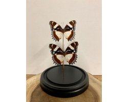 Opgezette Vlinders in Stolp - Vlinder In Glazen Stolp - Vlinderstolp Glas - 30 cm