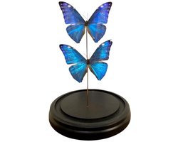 Opgezette Vlinders in Stolp - Vlinder In Glazen Stolp - Vlinderstolp Glas - 30 x 30 x 18 cm