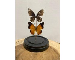 Opgezette Vlinders in Stolp - Vlinder In Glazen Stolp - Vlinderstolp Glas - Assorti - 12 x 12 x 20 cm