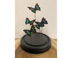 Opgezette Vlinders in Stolp - Vlinder In Glazen Stolp - Vlinderstolp Glas - Blauw - 30 cm