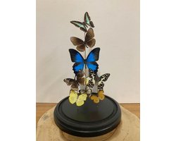 Opgezette Vlinders in Stolp - Vlinder In Glazen Stolp - Vlinderstolp Glas - Blauw - 40 cm