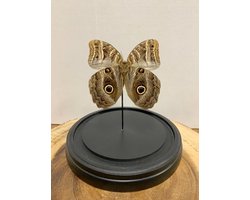 Opgezette Vlinders in Stolp - Vlinder In Glazen Stolp - Vlinderstolp Glas - Bruin - 18 cm