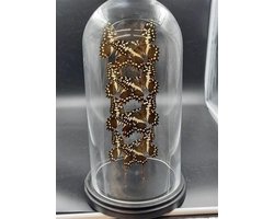 Opgezette Vlinders in Stolp - Vlinder In Glazen Stolp - Vlinderstolp Glas - Bruin - 20 cm