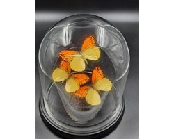 Opgezette Vlinders in Stolp - Vlinder In Glazen Stolp - Vlinderstolp Glas - Bruin - 20x30 cm