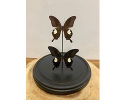 Opgezette Vlinders in Stolp - Vlinder In Glazen Stolp - Vlinderstolp Glas - Bruin - 23 cm