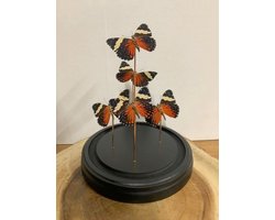 Opgezette Vlinders in Stolp - Vlinder In Glazen Stolp - Vlinderstolp Glas - Bruin - 23 cm