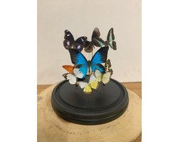 Opgezette Vlinders in Stolp - Vlinder In Glazen Stolp - Vlinderstolp Glas - Bruin - 23 cm