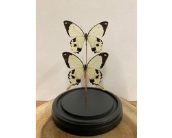 Opgezette Vlinders in Stolp - Vlinder In Glazen Stolp - Vlinderstolp Glas - Bruin - 30 cm