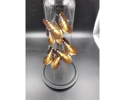 Opgezette Vlinders in Stolp - Vlinder In Glazen Stolp - Vlinderstolp Glas - Bruin - 30 cm