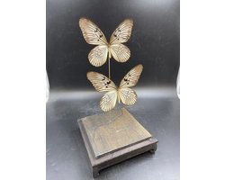 Opgezette Vlinders in Stolp - Vlinder In Glazen Stolp - Vlinderstolp Glas - Bruin - 35 cm