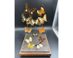Opgezette Vlinders in Stolp - Vlinder In Glazen Stolp - Vlinderstolp Glas - Bruin - 45 cm