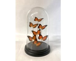 Opgezette Vlinders in Stolp - Vlinder In Glazen Stolp - Vlinderstolp Glas - Cethosia Bitlis - Oranje - 18 x 18 x 30 cm