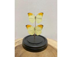 Opgezette Vlinders in Stolp - Vlinder In Glazen Stolp - Vlinderstolp Glas - Geel - 20 cm