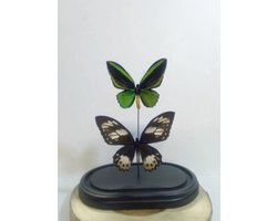 Opgezette Vlinders in Stolp - Vlinder In Glazen Stolp - Vlinderstolp Glas - Groen - 33 cm