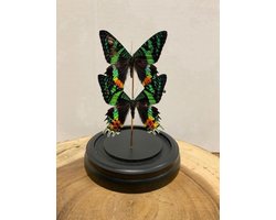 Opgezette Vlinders in Stolp - Vlinder In Glazen Stolp - Vlinderstolp Glas - Madagascar - Groen - 12 x 12 x 20 cm
