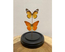 Opgezette Vlinders in Stolp - Vlinder In Glazen Stolp - Vlinderstolp Glas - Oranje - 20 cm