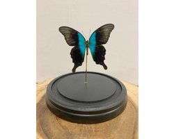 Opgezette Vlinders in Stolp - Vlinder In Glazen Stolp - Vlinderstolp Glas - Vlinderstolp - Blauw - 20 cm