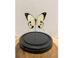 Opgezette Vlinders in Stolp - Vlinder In Glazen Stolp - Vlinderstolp Glas - Wit - 18 cm