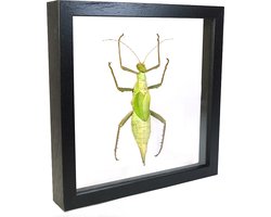 Opgezette wandelende tak in dubbelglas lijst - Heteropteryx dilatata