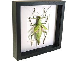 Opgezette wandelende tak insect in zwarte lijst - Heteropteryx dilatata