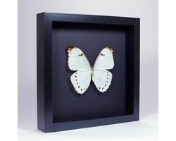 Opgezette Witte Vlinder in Elegant Zwarte Lijst - Morpho Luna