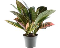 Opvallende Croton voor in de kamer (Codiaeum variegatum 'Petra'), 30 cm hoog, ø12