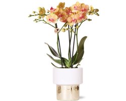 Oranje Phalaenopsis orchidee – Jamaica + Lush pot – potmaat Ø9cm – 40cm hoog -