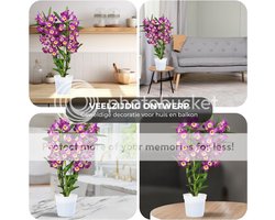 Orchidee plant - Bambus Dendrobium Akatsuki Nobile - Kamerplant voor binnen - 2 stuks - Geel - Binnenplant