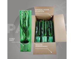 Orchidee plant - Bambus Dendrobium Akatsuki Nobile - Kamerplant voor binnen - 2 stuks - Roze - Binnenplant