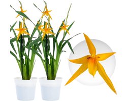 Orchidee plant - Brassia Anita - Kamerplant voor binnen - 2 stuks - Geel - Binnenplant