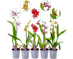 Orchidee plant - Cambria - Kamerplant voor binnen - 3 stuks - Geel, Bruin & Roze - Binnenplant